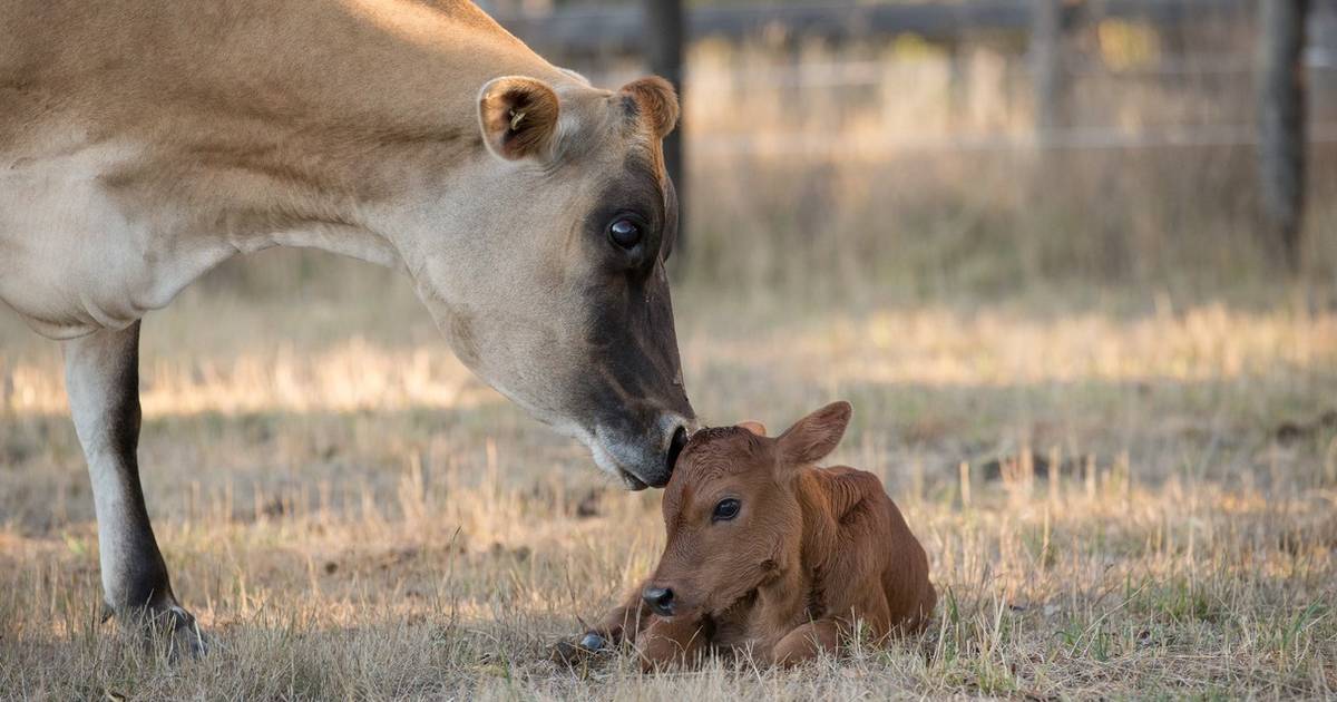 Mother Cow Hides Newborn Baby To Protect Her From Farmer - The Dodo