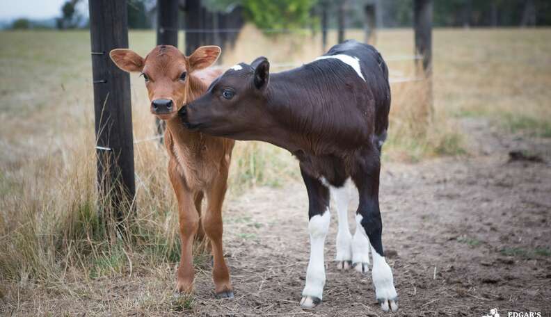 Mother Cow Hides Newborn Baby To Protect Her From Farmer - The Dodo