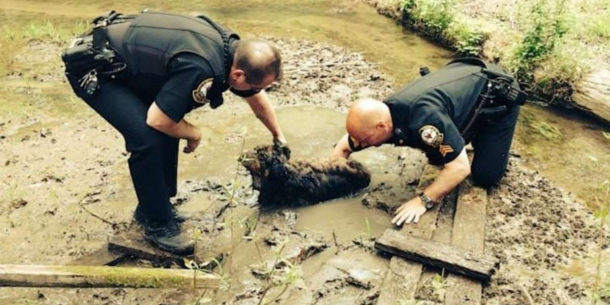 Cops Save Dog That Survived 60 Hours Stuck Up To His Neck In Mud - The Dodo