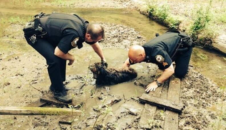 Cops Save Dog That Survived 60 Hours Stuck Up To His Neck In Mud - The Dodo