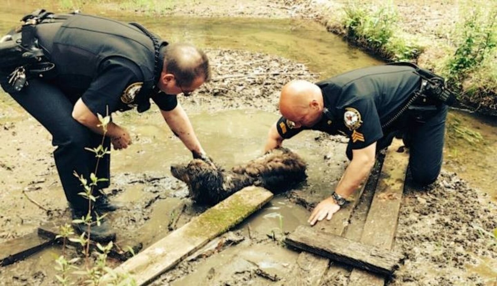Cops Save Dog That Survived 60 Hours Stuck Up To His Neck In Mud - The Dodo