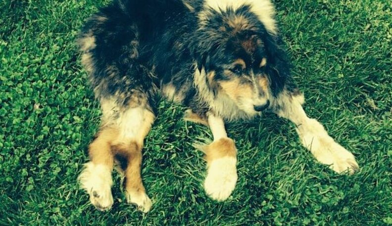 Cops Save Dog That Survived 60 Hours Stuck Up To His Neck In Mud - The Dodo