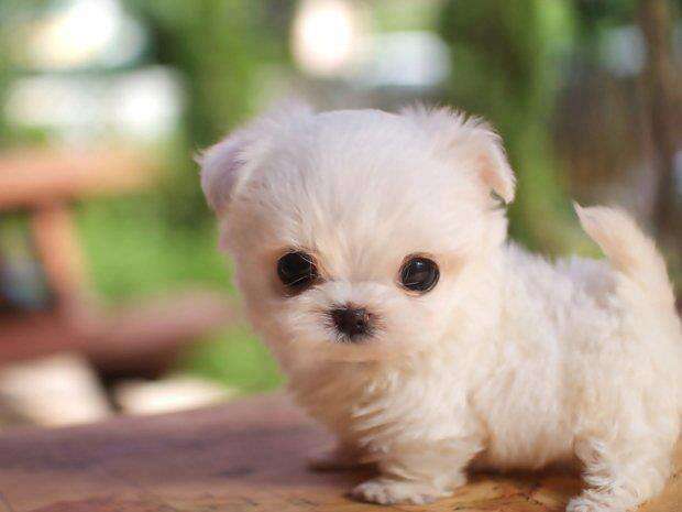 Really hot sale small puppies