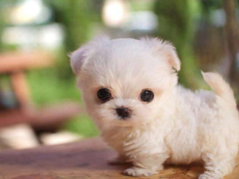 Very very top small puppies