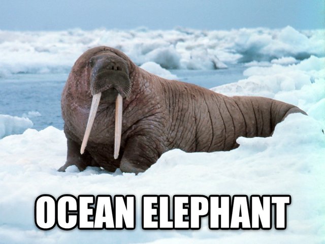 Ocean elephant