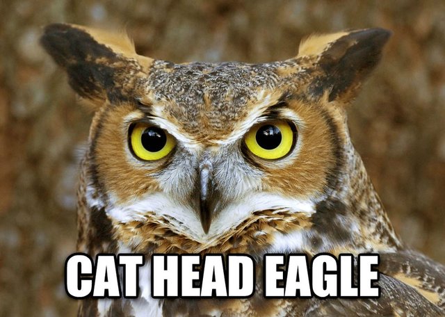 Cat head eagle