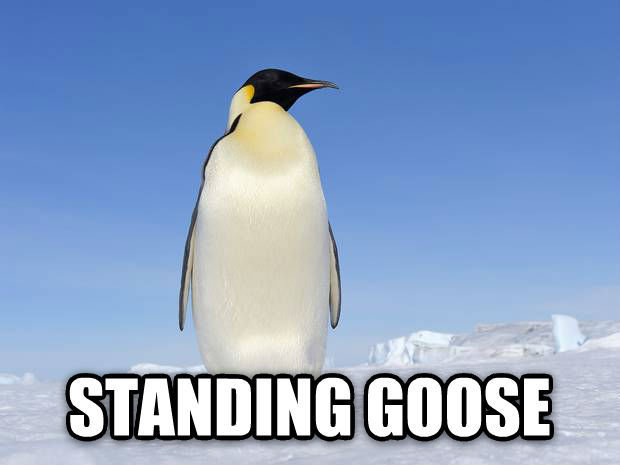 Standing goose