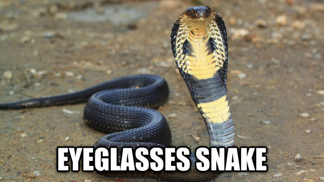 Eyeglasses snake