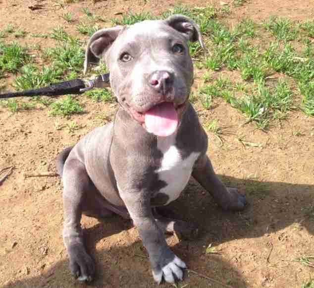 21 Pit Bull Puppies Who Haven't Quite Figured Things Out Yet - The Dodo