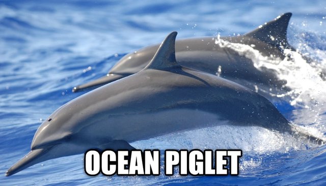 Ocean piglet