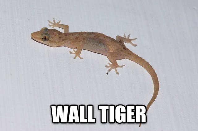 Wall tiger