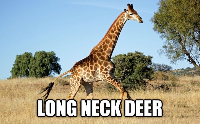 long neck deer