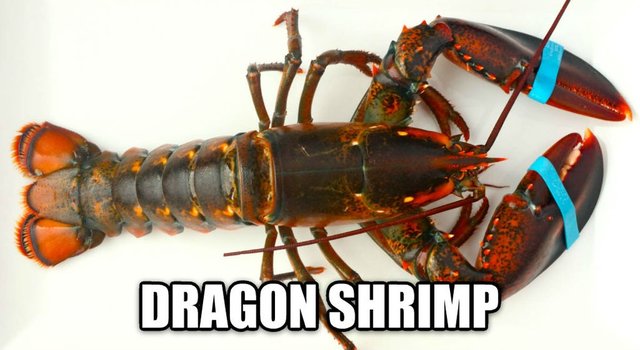 dragon shrimp