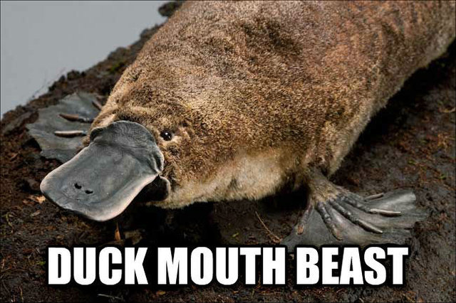 duck mouth beast