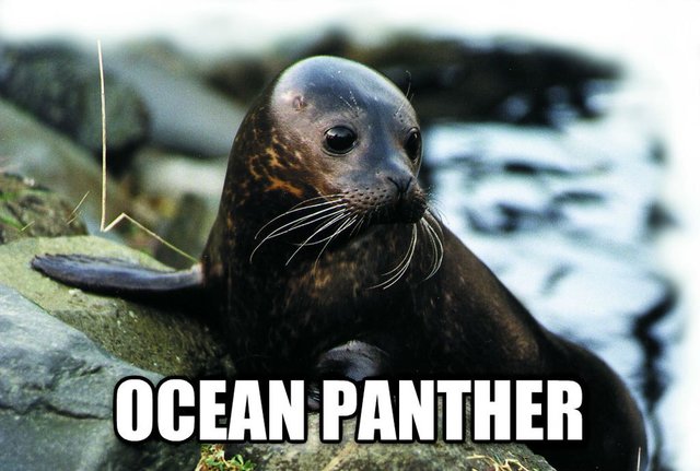 ocean panther