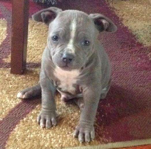 21 Pit Bull Puppies Who Haven't Quite Figured Things Out Yet - The Dodo