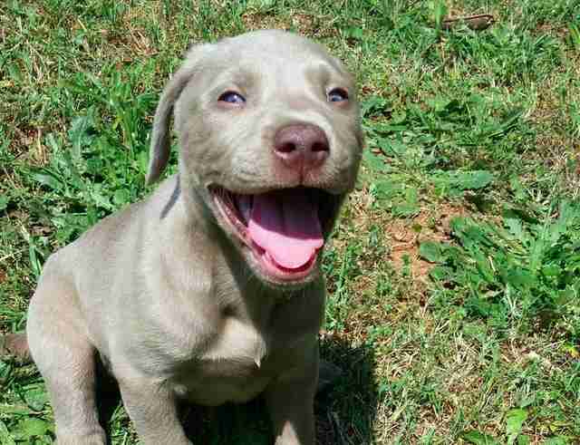 21 Pit Bull Puppies Who Haven't Quite Figured Things Out Yet - The Dodo