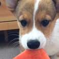 Corgi Puppy Munches On Watermelon