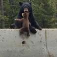 Bear Mom Saves Cub From Highway