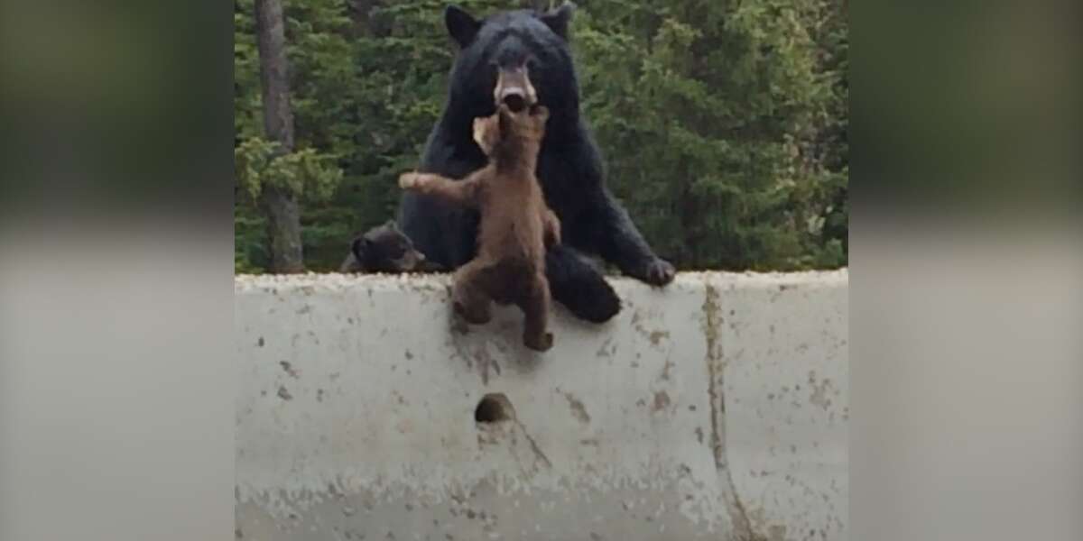Bear Mom Saves Cub From Highway - The Dodo