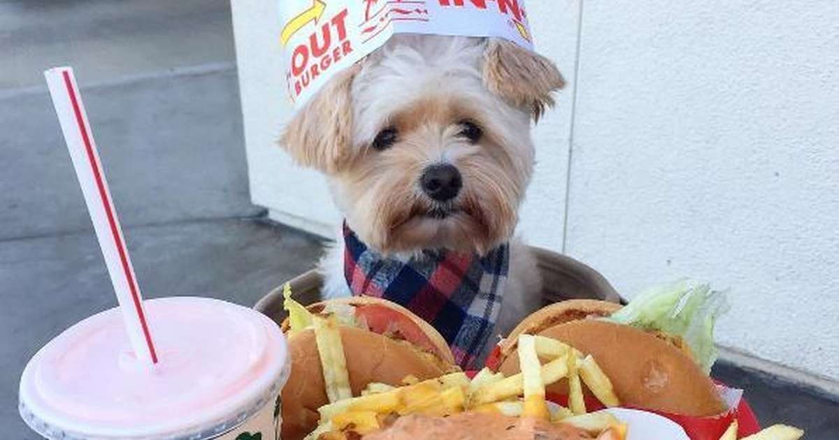 petgentle dog training device