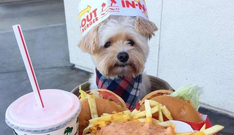 Dog Found Starving On Streets Is A Huge Foodie Now The Dodo