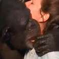 Chimp Hugs Woman Who Saved Her Life 20 Years Ago
