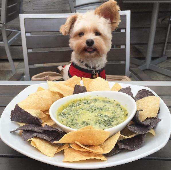 Dog Found Starving On Streets Is A Huge Foodie Now The Dodo