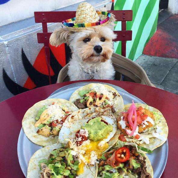 is chipotle dog friendly