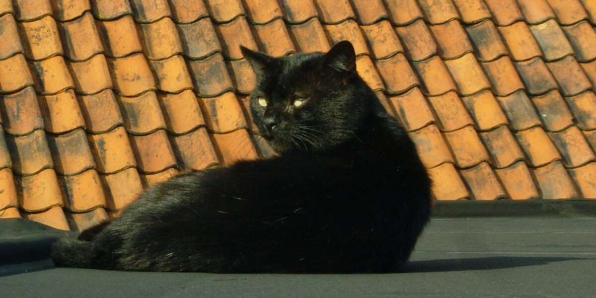 Cat Falls Through Skating Arena Roof At Sochi Olympics The Dodo