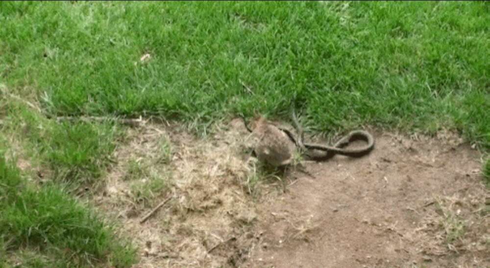 Mother Rabbit Goes After Snake Who Attacked Her Babies - The Dodo