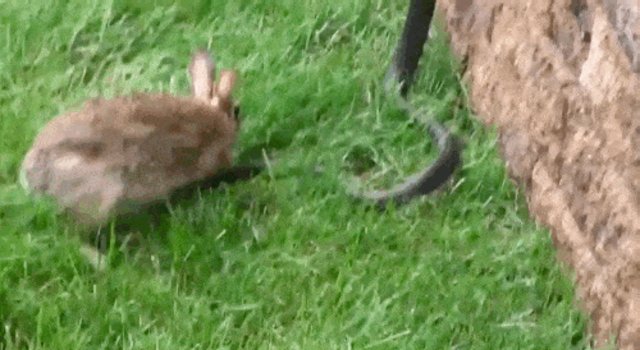 mother rabbit attacking babies