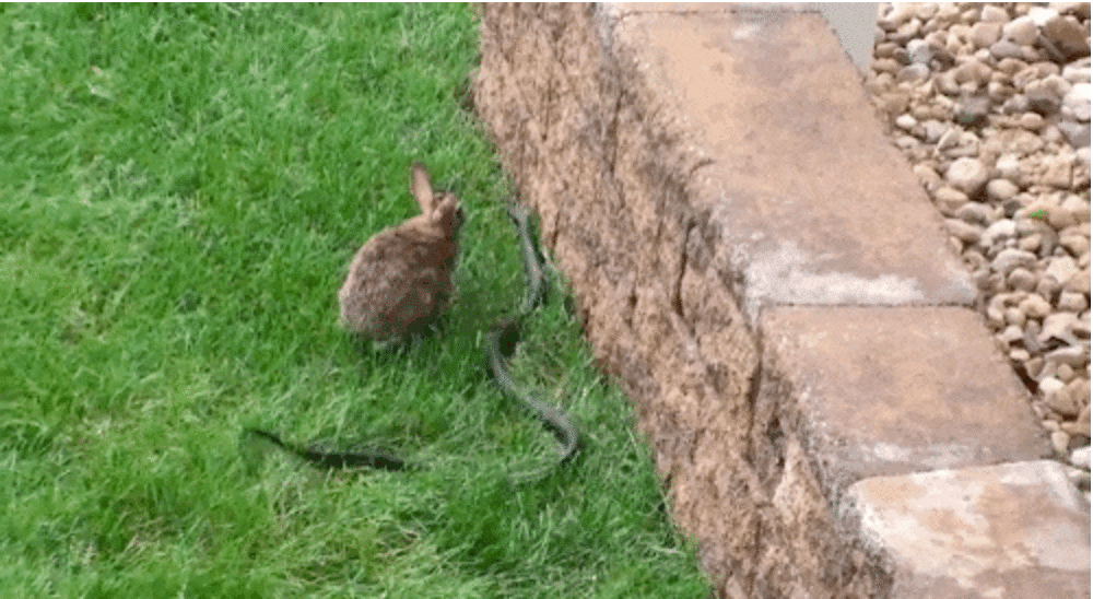 Mother Rabbit Goes After Snake Who Attacked Her Babies - The Dodo