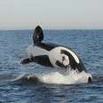 Dolphin And Whale Sanctuaries: If You Build Them, They Will Come