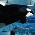 7 Reasons Why SeaWorld Is Tanking
