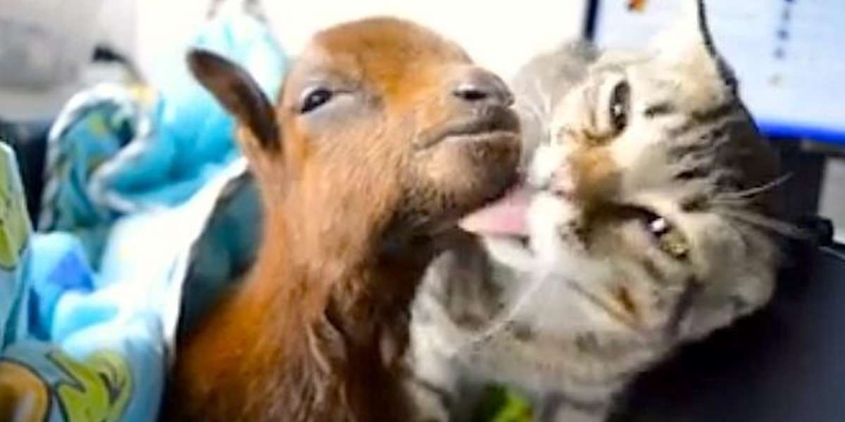 Rescued Cat Helps Nurse Tough Little Goat Back To Health The Dodo