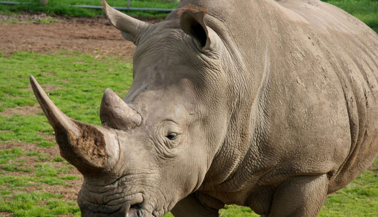 Vietnam Has Made Big Moves On Rhino Horns - The Dodo