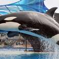 SeaWorld Doesn't 'Educate' Students