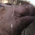 Woman Faces Jail... For Giving Pigs Water