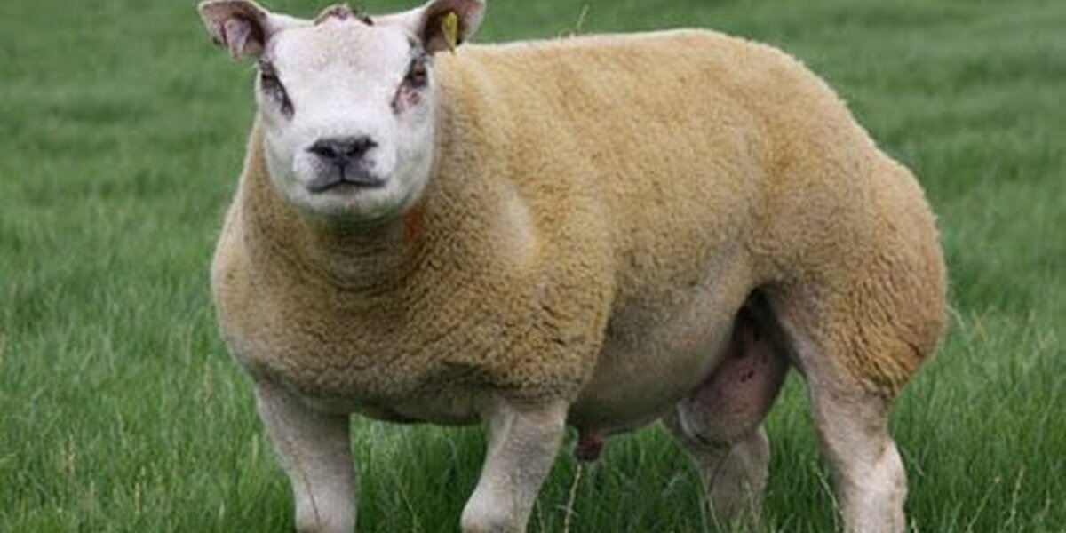 This Insanely Muscular Sheep Actually Exists The Dodo