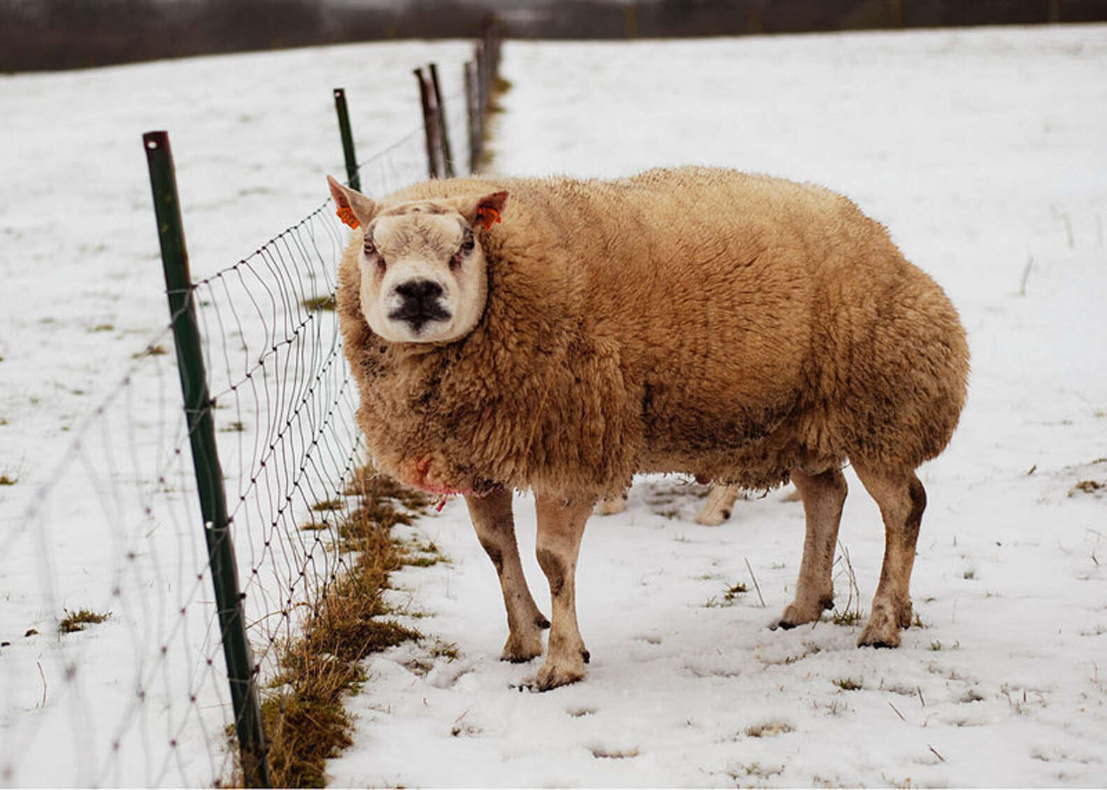 This Insanely Muscular Sheep Actually Exists - The Dodo