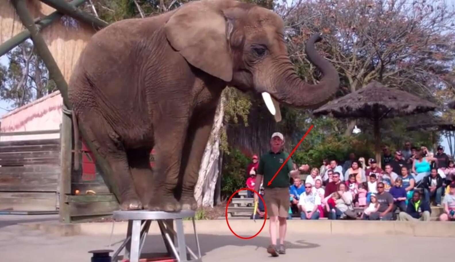 The 10 Worst Zoos To Be An Elephant - The Dodo