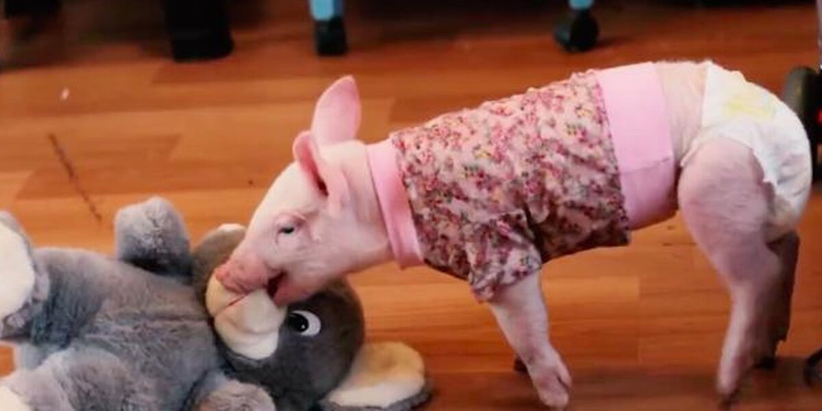 Rescue Pig Loves Her Bed ... And Her Blanket ... And EVERYTHING - The Dodo