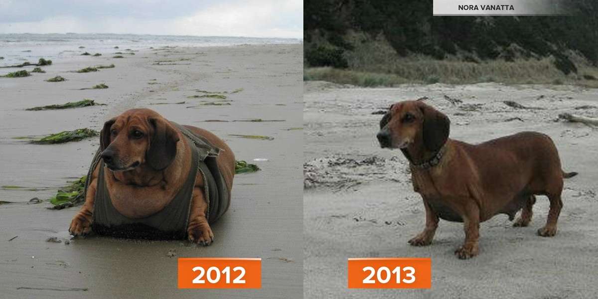 FELLOW'S PITCH: Meet Obie, The Weight-Loss Star Formerly ...