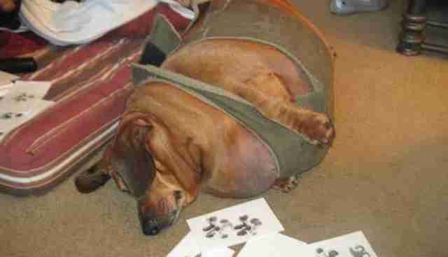 5-fattest-dogs-in-the-world-fact-central-youtube