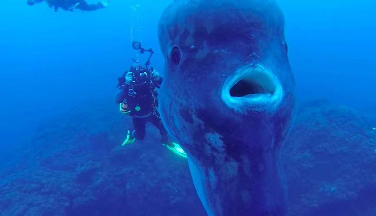Divers Stumble Upon The Biggest Fish Theyve Ever Seen The Dodo