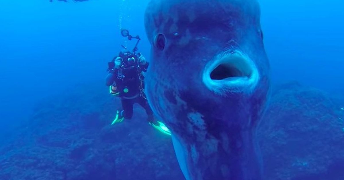 Divers Stumble Upon The Biggest Fish They've Ever Seen - The Dodo