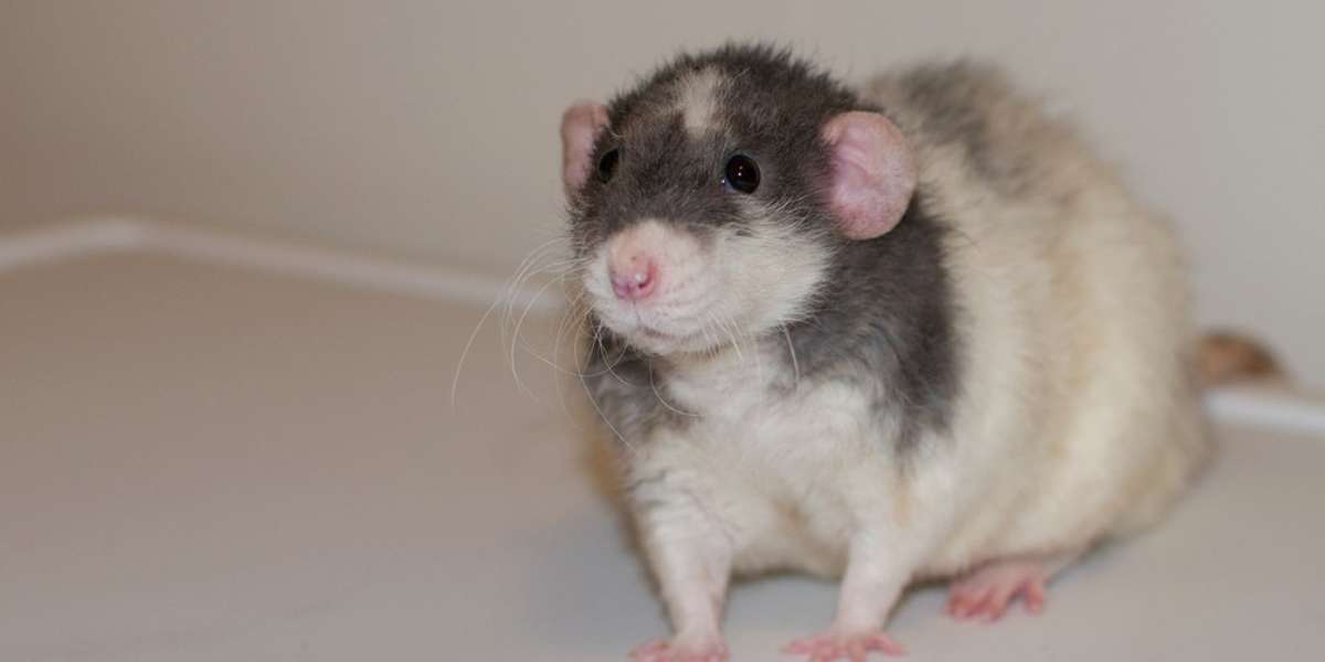 “Regrattable” Decisions: Turns Out, Rats Feel Remorse When They Make ...