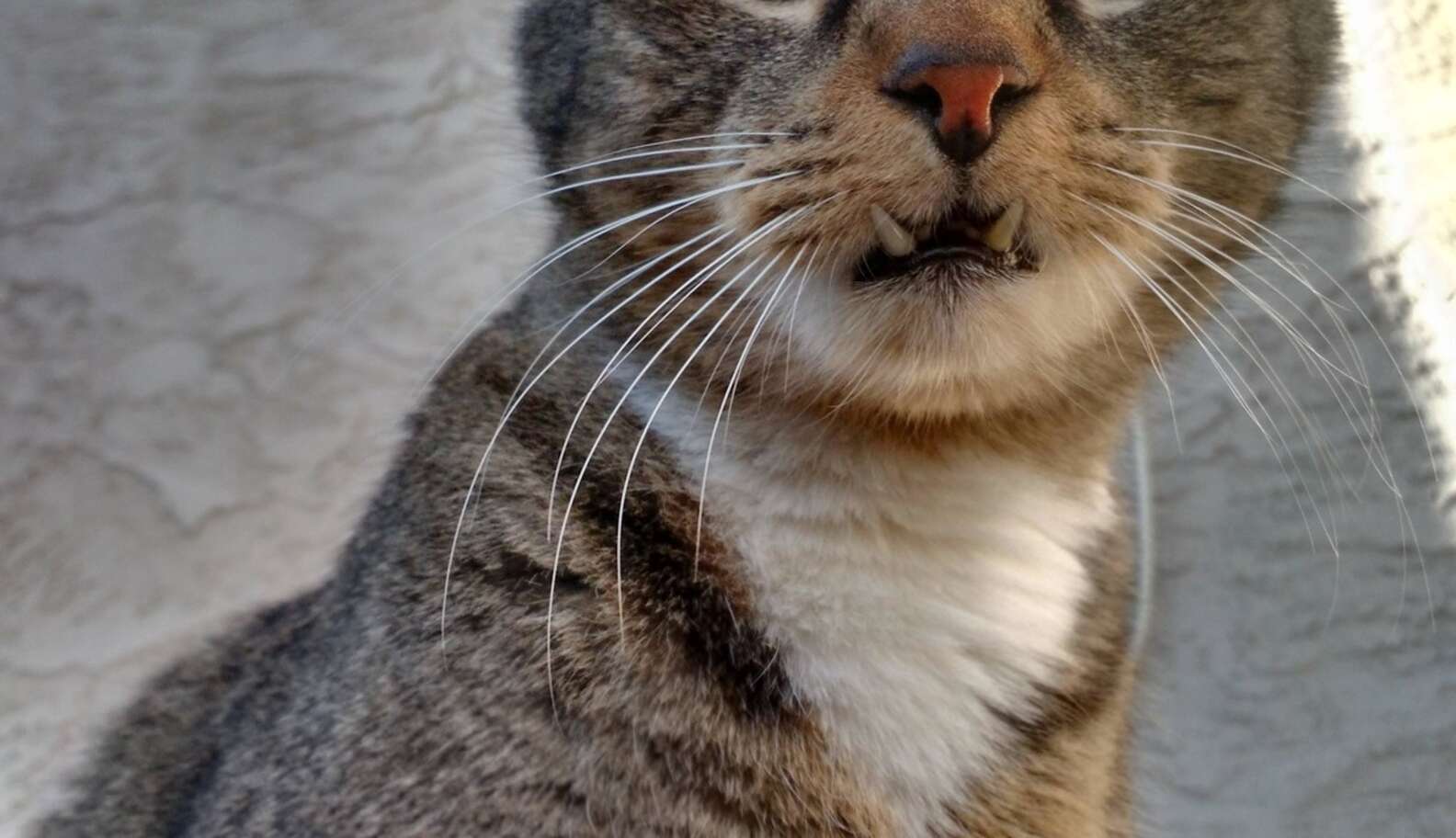 17 Pets Who Are Showing Off Their Beautiful Snaggle-Toofs - The Dodo