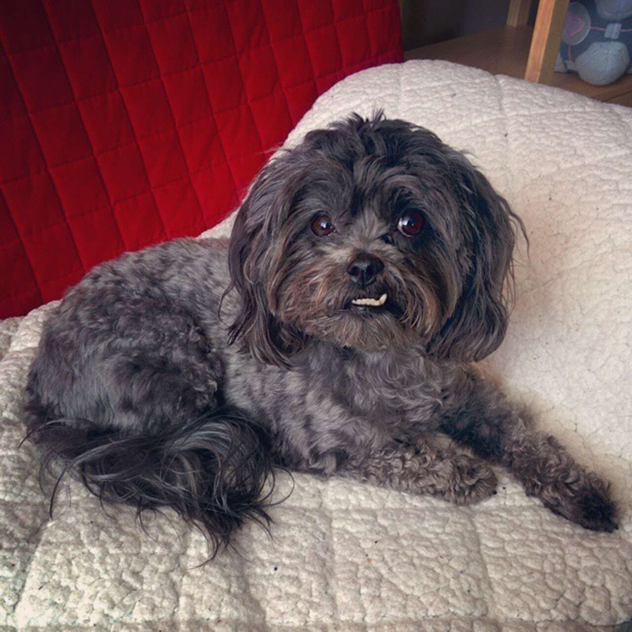 17 Pets Who Are Showing Off Their Beautiful Snaggle-Toofs - The Dodo